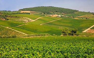Vineyards at Quinta da Avessada in Favaios, Portugal